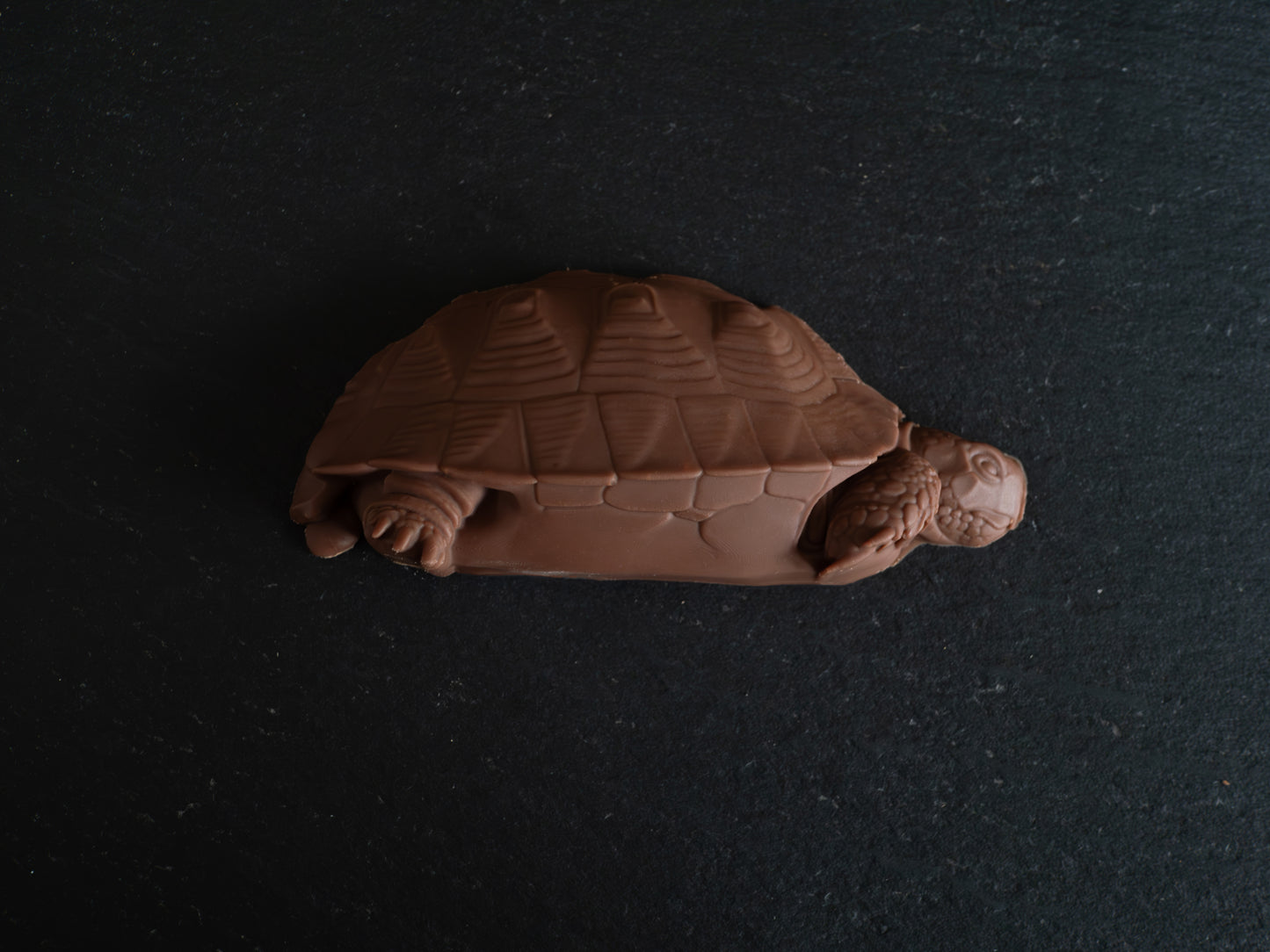 Tortoise Design Belgian Chocolates in Gift Box