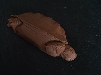 Tortoise Design Belgian Chocolates in Gift Box