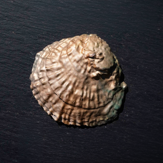 Painted Oyster couple in luxury box